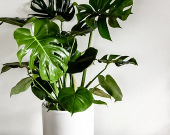 Monstera Deliciosa + Well-rooted plant cutting