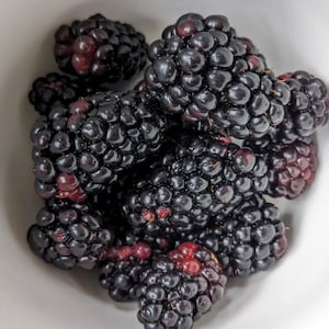 Large thornless blackberry Plant