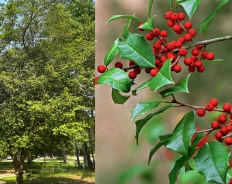 Fresh American Holly Sprigs with Red Berries: Christmas Wreath & Centerpiece Decor