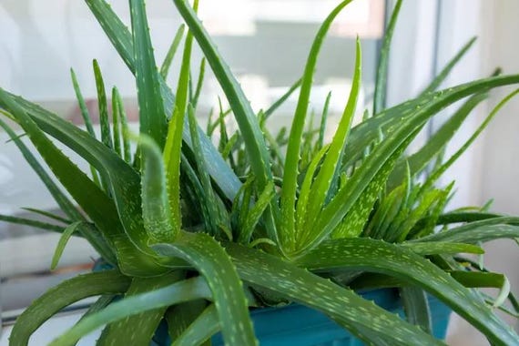 Live Organic Aloe Vera Plant | Low Maintenance Houseplant | 1 Quart Pot -  Etsy