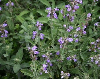 Sage or Salvia officinalis. Perennial. Organic, Untreated, Non-GMO, Heirloom Herb - 1 Quart
