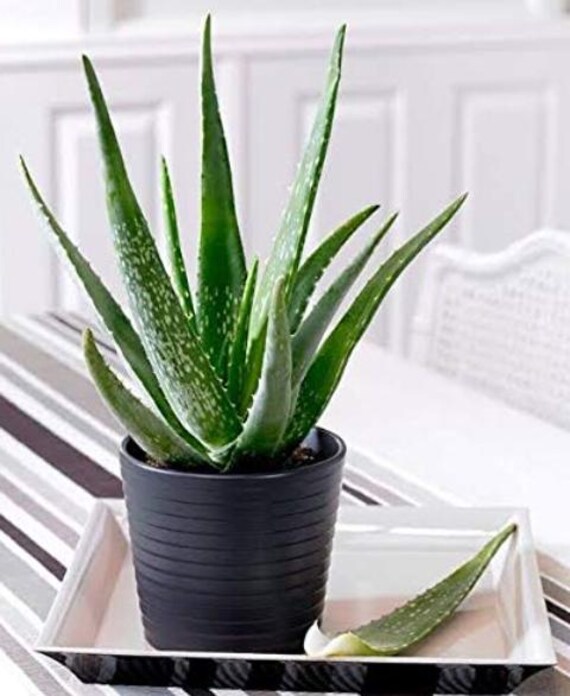 indoor hanging plant pots Leak-Free Hanging Planter in Terra Cotta  Modern 360 Drainage Indoor   Ed's Plant Shop