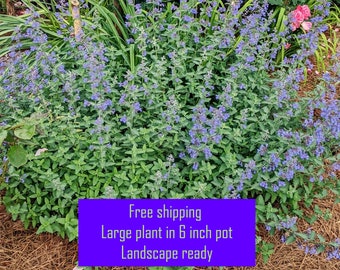 Nepeta, LARGE CLUSTER 'Walker's Low' Catmint in 6x5 pot multi-purpose groundcover/pollinator attractor organic guidelines fully honored.