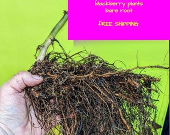 Triple Crown 10  EXTRA LARGE 1+2 year old Blackberry plants guaranteed true to name! Thornless ORGANIC guidelines - free  shipping!
