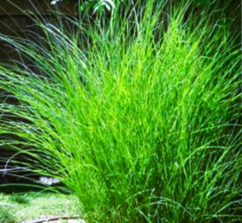 PINK Pampas Grass Perennial Ornamental 1 Live Plant Fast Growing Plants  SALE 