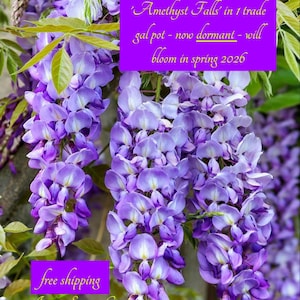 Wisteria Dwarf 'Amethyst Falls' - XXL Vine in 1 trade gallon pot - non-invasive - gift for gardener -free shipping