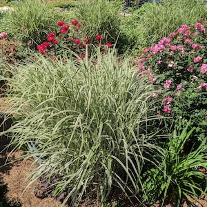 Miscanthus EXTRA LARGE in 1 trade gallon pot, landscape ready, Japanese Silvergrass, two-colored sinensis 'Variegatus', image 1