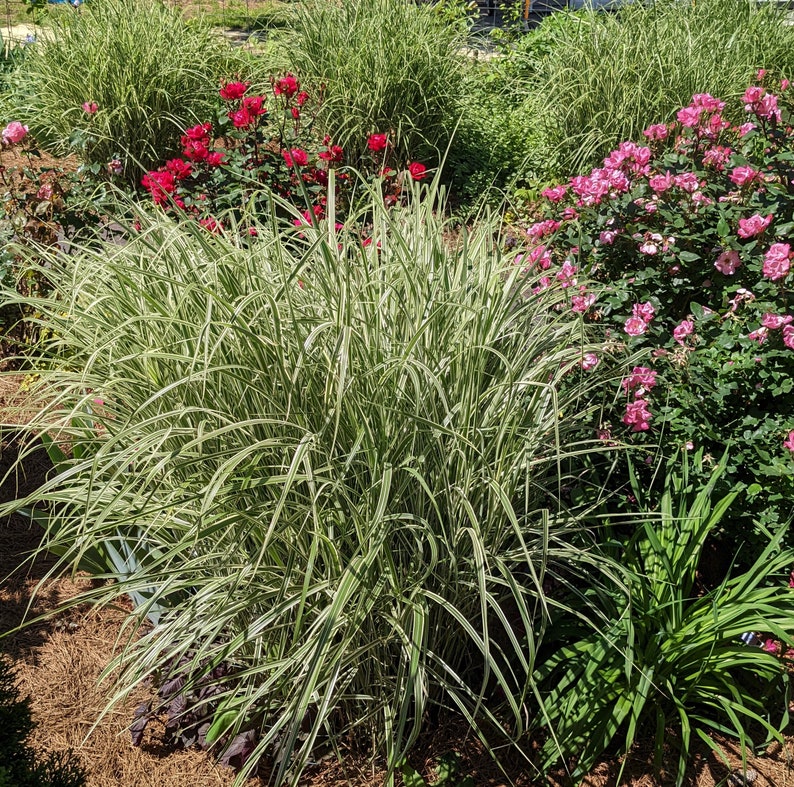 Miscanthus EXTRA LARGE in 1 trade gallon pot, landscape ready, Japanese Silvergrass, two-colored sinensis 'Variegatus', image 1