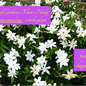May include: A large, white flowering Gardenia plant in a pot. The plant is labeled 'dwarf Gardenia 'Kleim's Hardy' extra-extra large - 2 trade gal pot' and 'free shipping'.