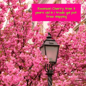 May include: A vibrant image of a Kwanzan Cherry tree in full bloom, showcasing masses of bright pink blossoms. A black wrought iron lamp post stands in the foreground, with a building in the background. The text on the image reads: Kwanzan Cherry tree 3 years old in 1 trade gal pot.