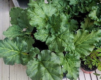 Rhubarb, EXTRA LARGE live red 'Victoria', fully rooted potted plant, in 4.5x11 inch pot, actively growing, fully organic guidelines.