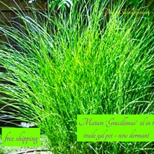 May include: A vibrant green ornamental grass, 'Gracillimus', in a trade gallon pot. The image shows a dense cluster of long, slender blades, with the text "Mature 'Gracillimus' xl in 1 trade gal pot - now dormant".