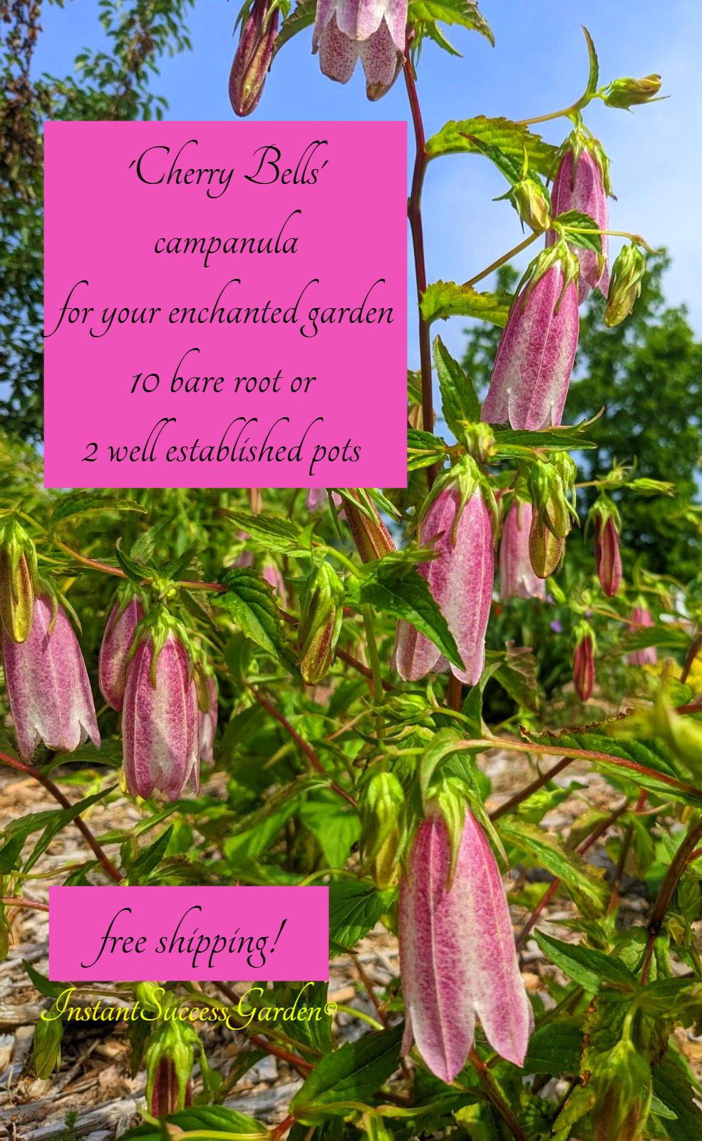 Bell Flower 10 Large Bare Root 'cherry Bells' Plants or 2