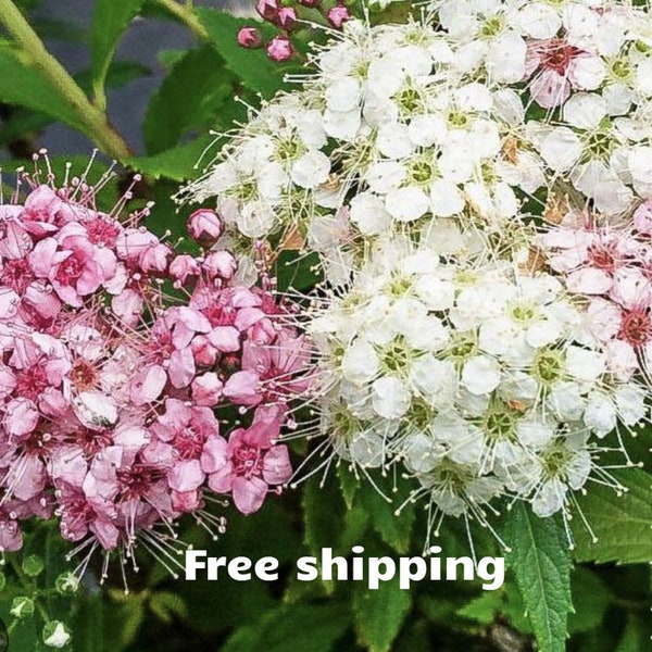 Spiraea MULTI-COLORED dwarf Shirobana, pink AND white clusters of flowers 2 size options free shipping!