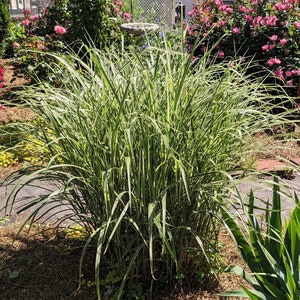 Miscanthus EXTRA LARGE in 1 trade gallon pot, landscape ready, Japanese Silvergrass, two-colored sinensis 'Variegatus', image 3