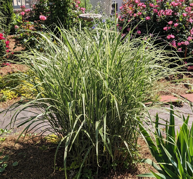 Miscanthus EXTRA LARGE in 1 trade gallon pot, landscape ready, Japanese Silvergrass, two-colored sinensis 'Variegatus', image 3