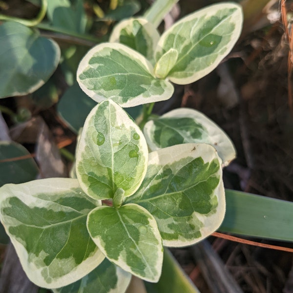 Periwinkle live plants 5-10 BARE ROOT plants, Vinca major 'variegata', several options. FREE shipping!