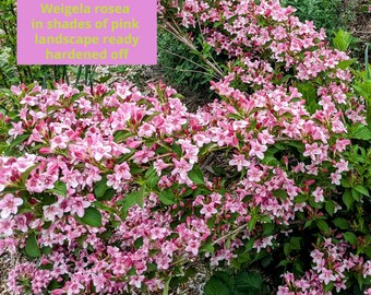 Weigela rosea multi-branched in SHADES OF PINK - blooms in mid April in zone 7b Free shipping