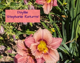 Daylily 3 rare 'Stephanie Returns' reblooming LARGE fresh bare root fans, dug on your demand free shipping.