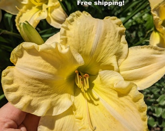 Daylily 2 XXL rhizomes will produce HUGE yellow (could have light apricot hues) blooms bare root dug fresh for you Free shipping.