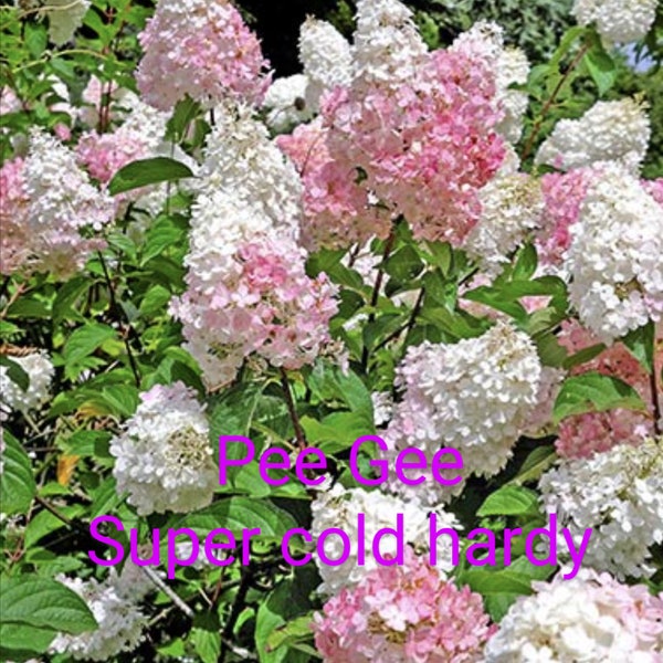 Pee Gee Hydrangea Etsy
