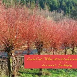 May include: A row of vibrant red Scarlet Curls Willow trees. The trees are 24 to 42 inches tall. The image shows the trees in a natural outdoor setting with a backdrop of green trees and foliage.