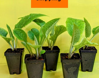 Comfrey Bocking 14 four (4) strong young plants actively growing, organic guidelines, FREE SHIPPING!