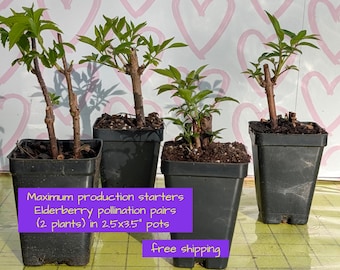Elderberry pollination pairs - commercial producers! - extra large berries - very well rooted starters - free shipping