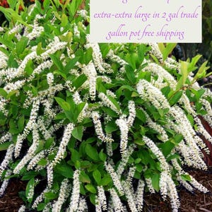May include: A close-up of a Virginia Sweetspire bush with white flowers. The bush is extra-extra large and comes in a 2-gallon trade gallon pot with free shipping.