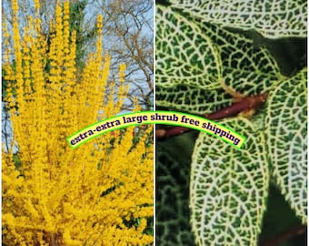 Forsythia XXL variegated multi-branched' Kumson' interest all year super elegant shrub landscape ready free shipping.