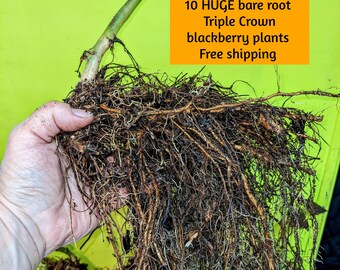 Triple Crown 10 HUGE 1 year old Blackberry plants guaranteed true to name! Thornless ORGANIC guidelines FREE shipping!