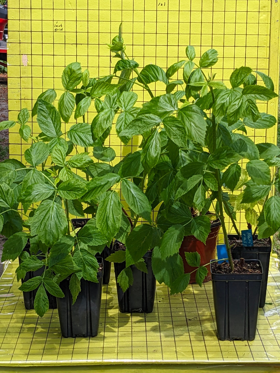 2 Raspberry 'heritage', Actively Growing in 3.5x5