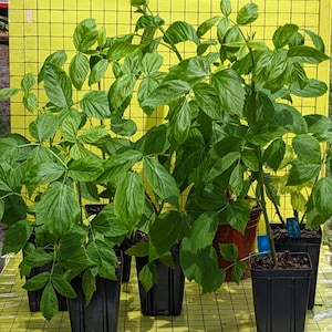 2 Raspberry 'Heritage', actively growing in 4.5x5" deep pots fall bearing free shipping