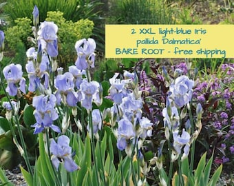 2 IRIS pallida 'Dalmatica' true light blue, XXL rhizomes, FREE shipping, winter hardy perennial, dug fresh for you.
