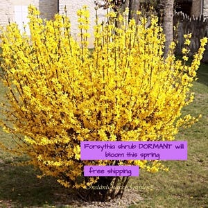 Forsythia 'Lynwood Gold' in bloom-stage, multi-branched in 6"x5" pot landscape ready free shipping.
