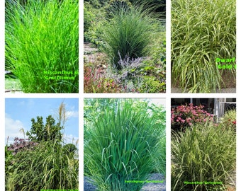 Ornamental grasses, 8 different varieties to choose from, LANDSCAPE READY, live plants, 6"+ root balls.