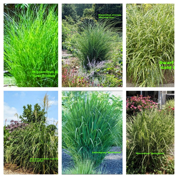 Ornamental grasses, 8 different varieties to choose from, LANDSCAPE READY, live plants, 6"+ root balls.