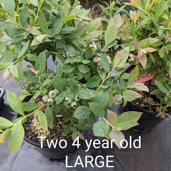 DWARF Blueberry 2 four year old 'Sunshine Blue' bushes already fruiting for large crops in limited space - low chill hours.