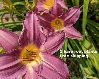 Daylily 2 'Prairie Blue Eyes' XXL rhizomes stunning very rare mauve color bare root dug fresh for you free shipping!