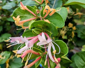 Honeysuckle, white-yellow-light pink flowers, perfume fragrance, strong starter vines, in 6x5" pots, organic guidelines, FREE SHIPPING!