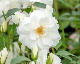 Rose PURE bright white great for colder climates and moon gardens STRONG starter in 6x5" pot organic guidelines FREE shipping