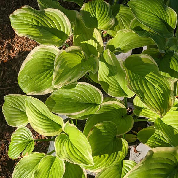 Hosta TRUE chartreuse with white/cream edges 'American Dream' in 4.5x5.5 deep pot fully hardened off landscape ready Grows rapidly.