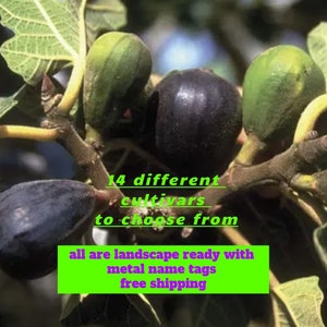 FIGS 14 varieties to choose from, landscape ready, all are self-fertile, closed eye, heavily rooted, organic guidelines. Free shipping.