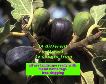 FIGS 14 varieties to choose from, landscape ready, all are self-fertile, closed eye, heavily rooted, organic guidelines. Free shipping.