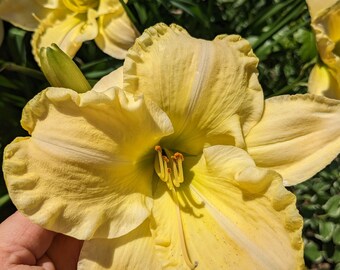 Daylily 3 XXL fresh fans bare root 'Fragrant Returns' will produce HUGE yellow (could have light apricot hues) blooms Free shipping.
