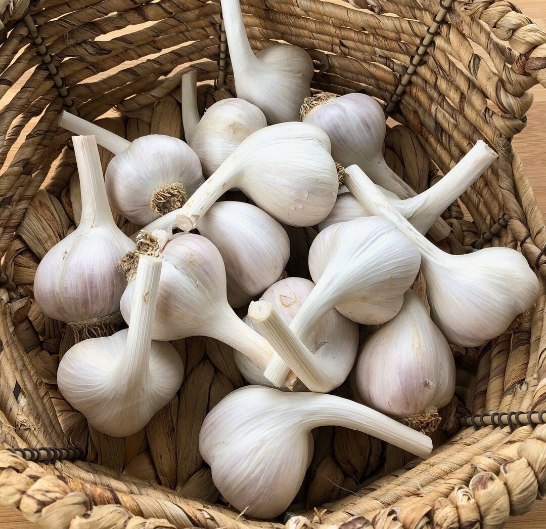 Armenian Heirloom Garlic CULINARY Size for Eating 1 Etsy