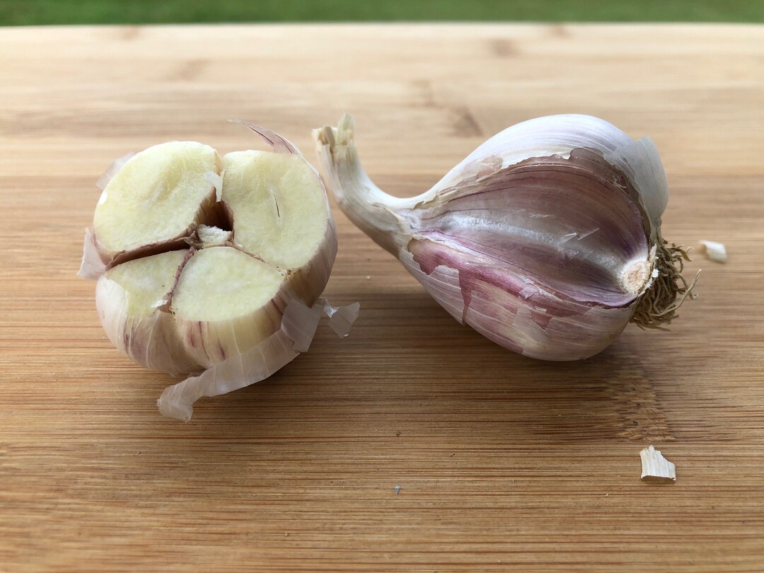 Armenian Garlic CULINARY Size for Eating 1 1.75 Etsy