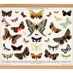 Vintage Butterfly Print, Digital Print, Wall Print, Vintage Art, Gallery Wall, Instant Download, Butterfly, Nursery Print, Home Decor