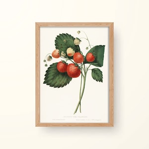 Vintage Strawberry Print, Gallery Wall Print, Wall Art, Vintage Art, Flower Print, Home Decor, Nursery Art