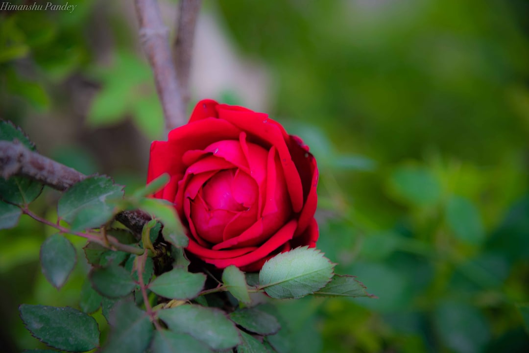 Flower Wall Art Red Rose Flower Print Bedroom Art Office Etsy